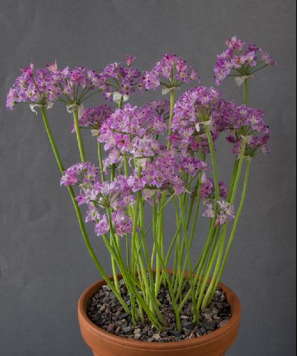 Allium crispum